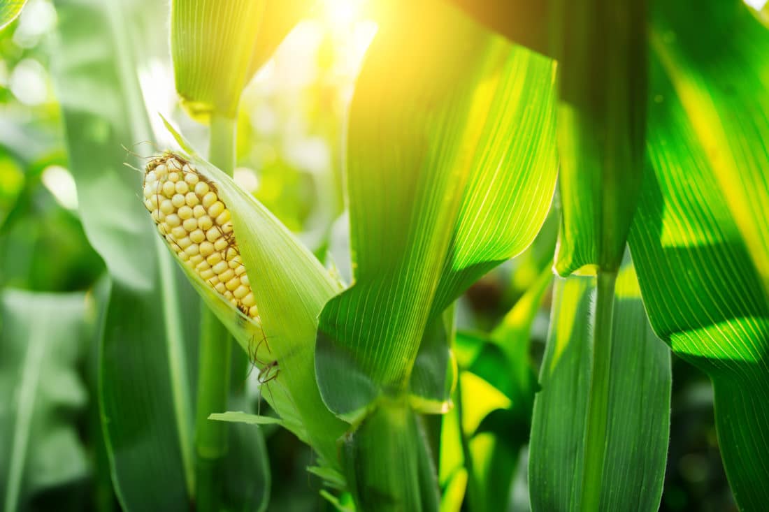 Syngenta Corn Lawsuit