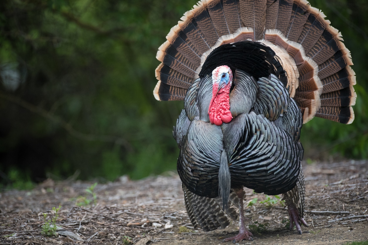 Turkey Recall Lawsuit